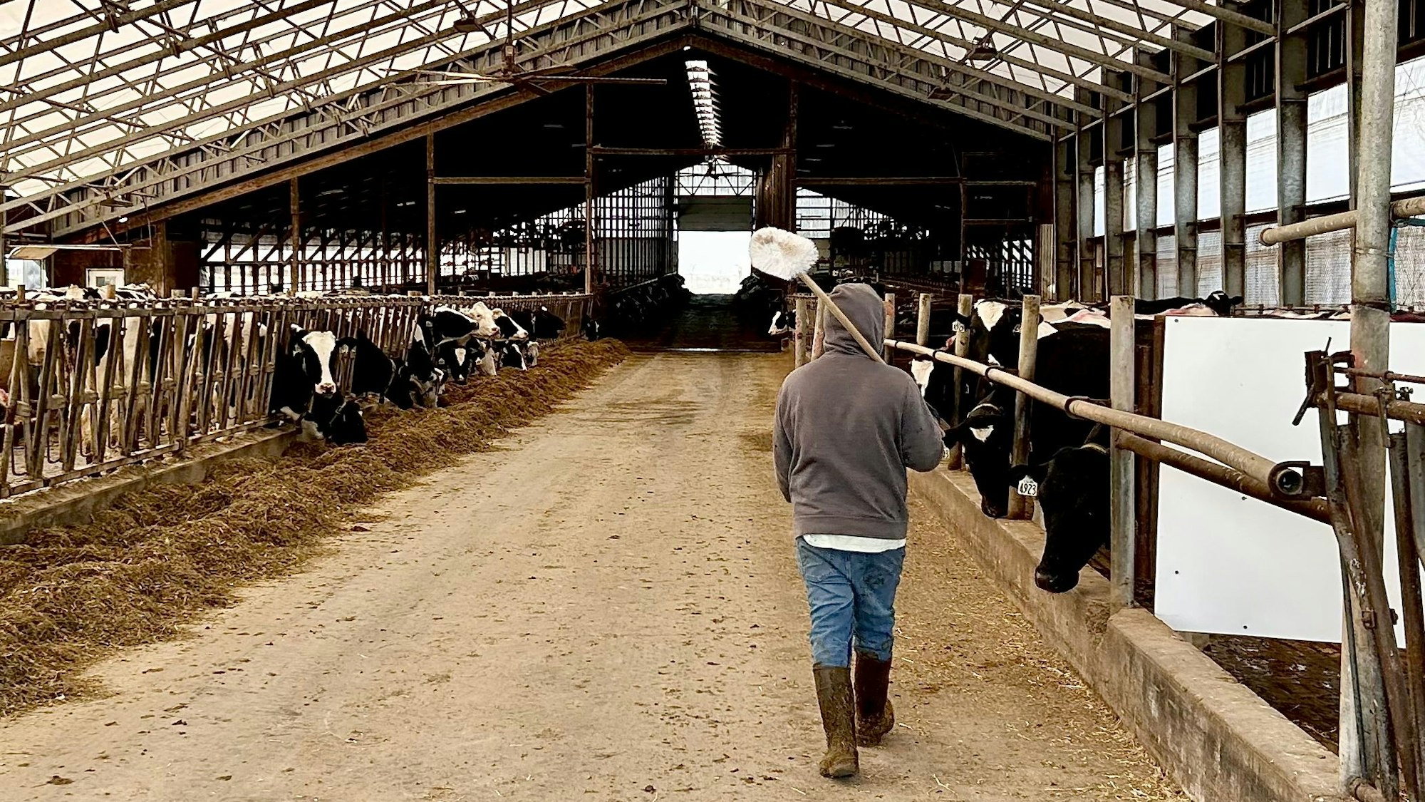 Ein Mitarbeiter von Milchfarmer Hans Breitenmoser läuft durch den Stall. Breitenmoser beschäftigt auf seiner Farm Mexikaner, die nun Angst davor haben, abgeschoben zu werden.