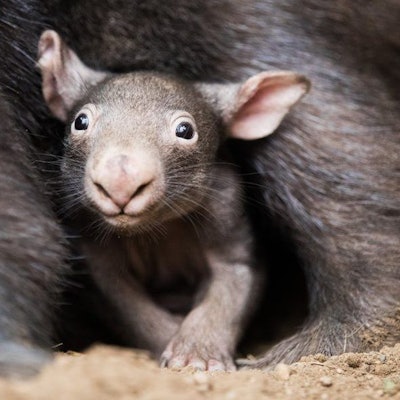 Der kleine Wombat Apari schaut aus dem Beutel seiner Mutter Tinsel.
Momentan versteckt sich der Wombat Apari noch gerne bei seiner Mutter.