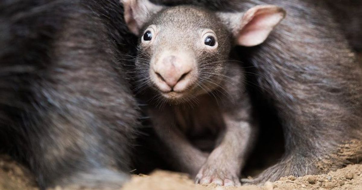 Wombat-Drama in Australien: So macht man sich einen Kontinent zum Feind ...
