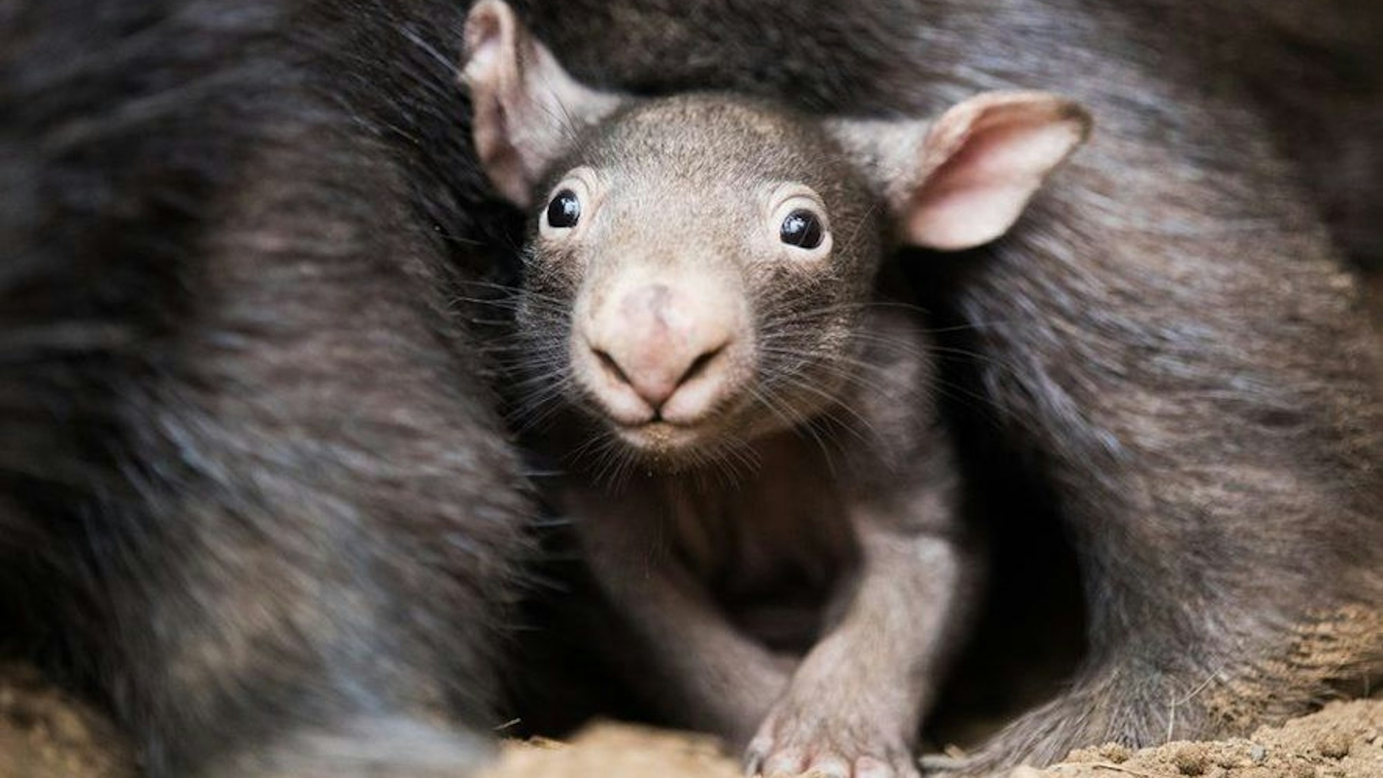 Der kleine Wombat Apari schaut aus dem Beutel seiner Mutter Tinsel.
Momentan versteckt sich der Wombat Apari noch gerne bei seiner Mutter.