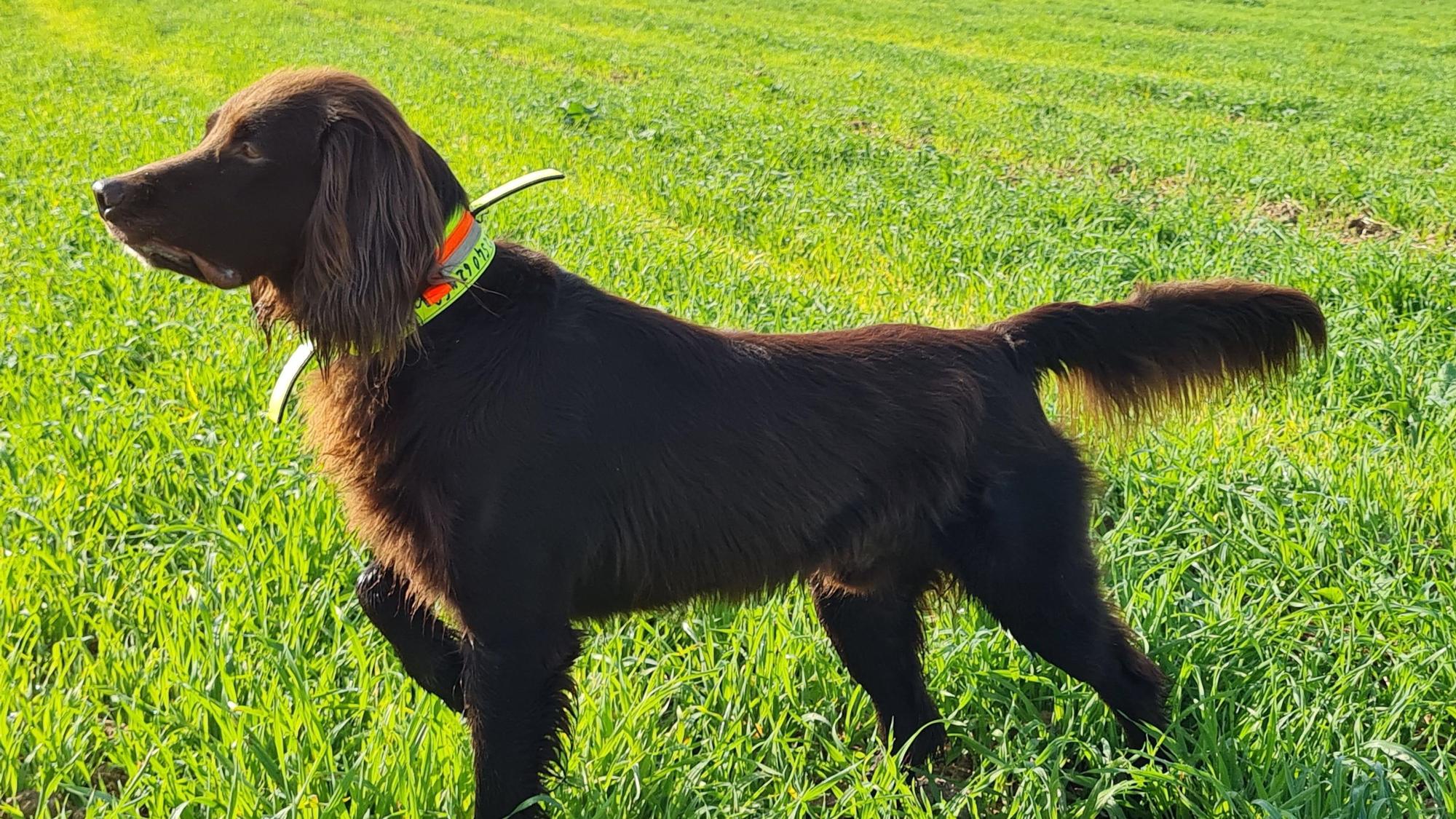 Jagdhund Nanuk vom Veybach im Einsatz.
