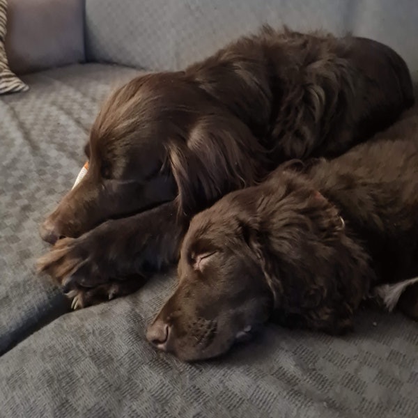Nanuk vom Veybach liegend schlafend auf der Couch.