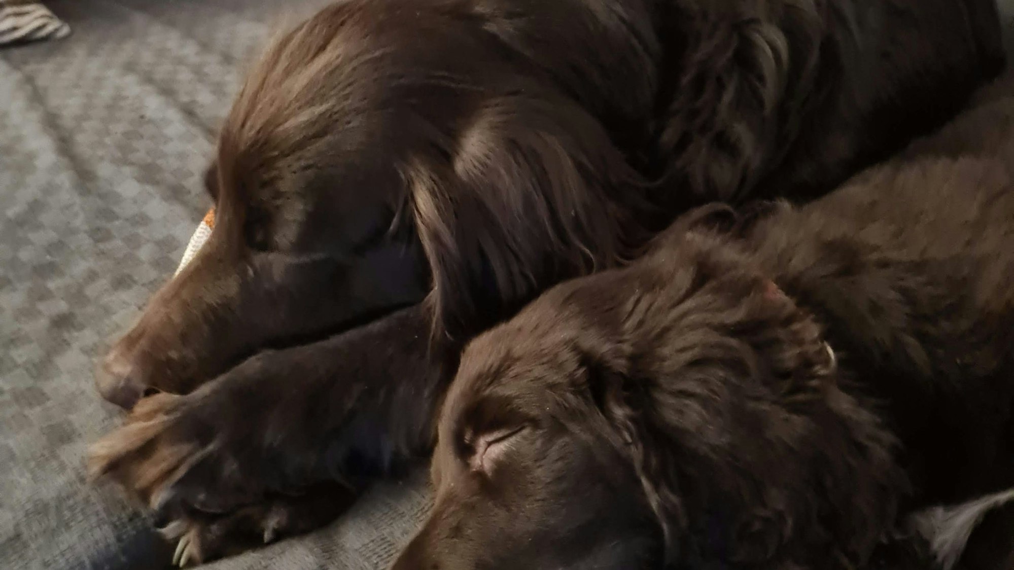 Nanuk vom Veybach liegend schlafend auf der Couch.