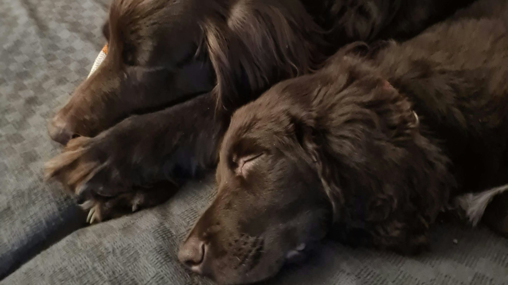 Nanuk und sein Sohn liegen schlafend auf der Couch.