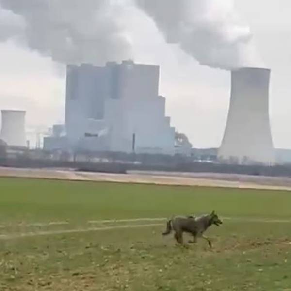 Das Foto zeigt einen mutmaßlichen Wolf, der über eine Wiese rennt.