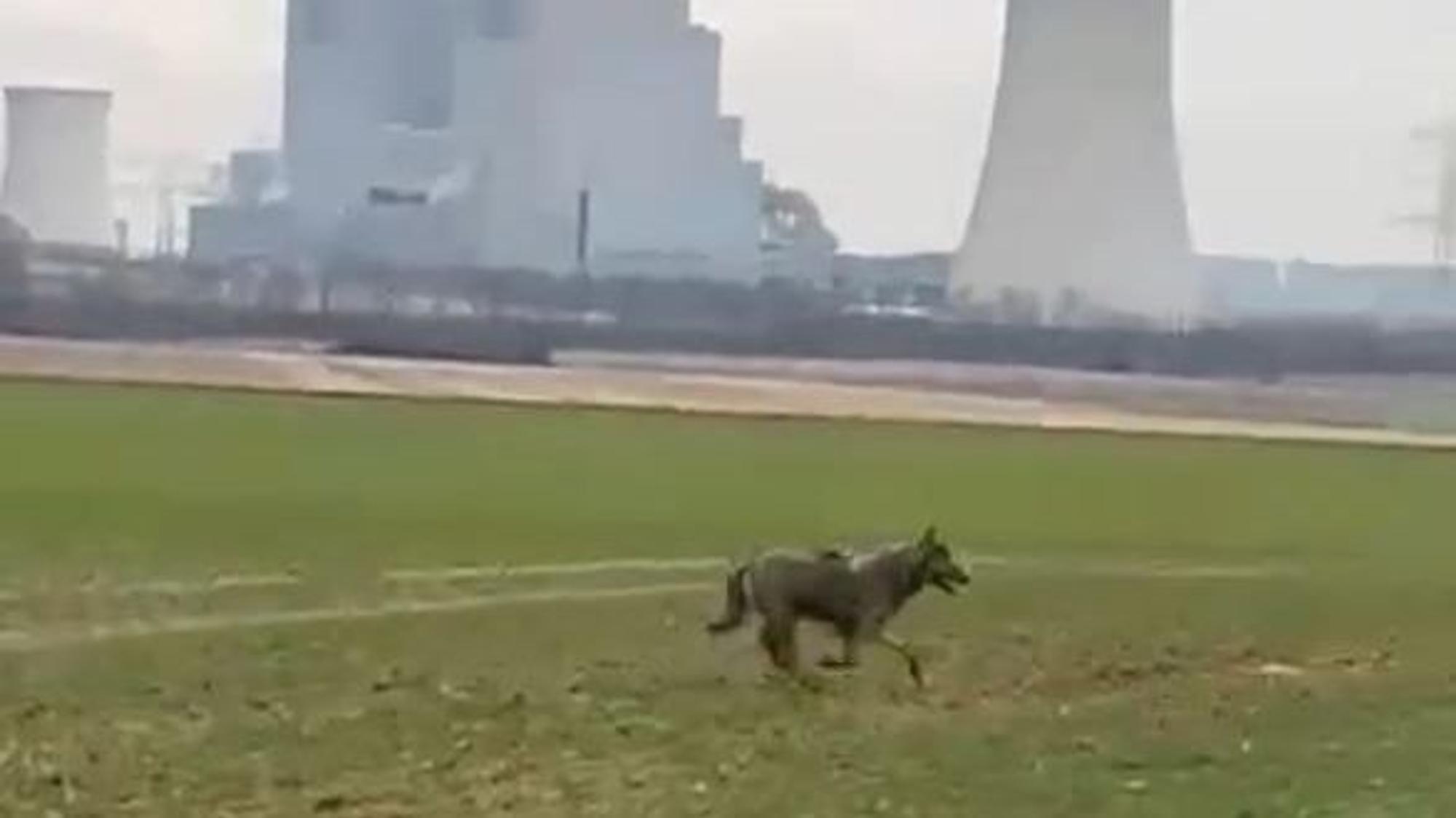 Das Foto zeigt einen mutmaßlichen Wolf, der über eine Wiese rennt.