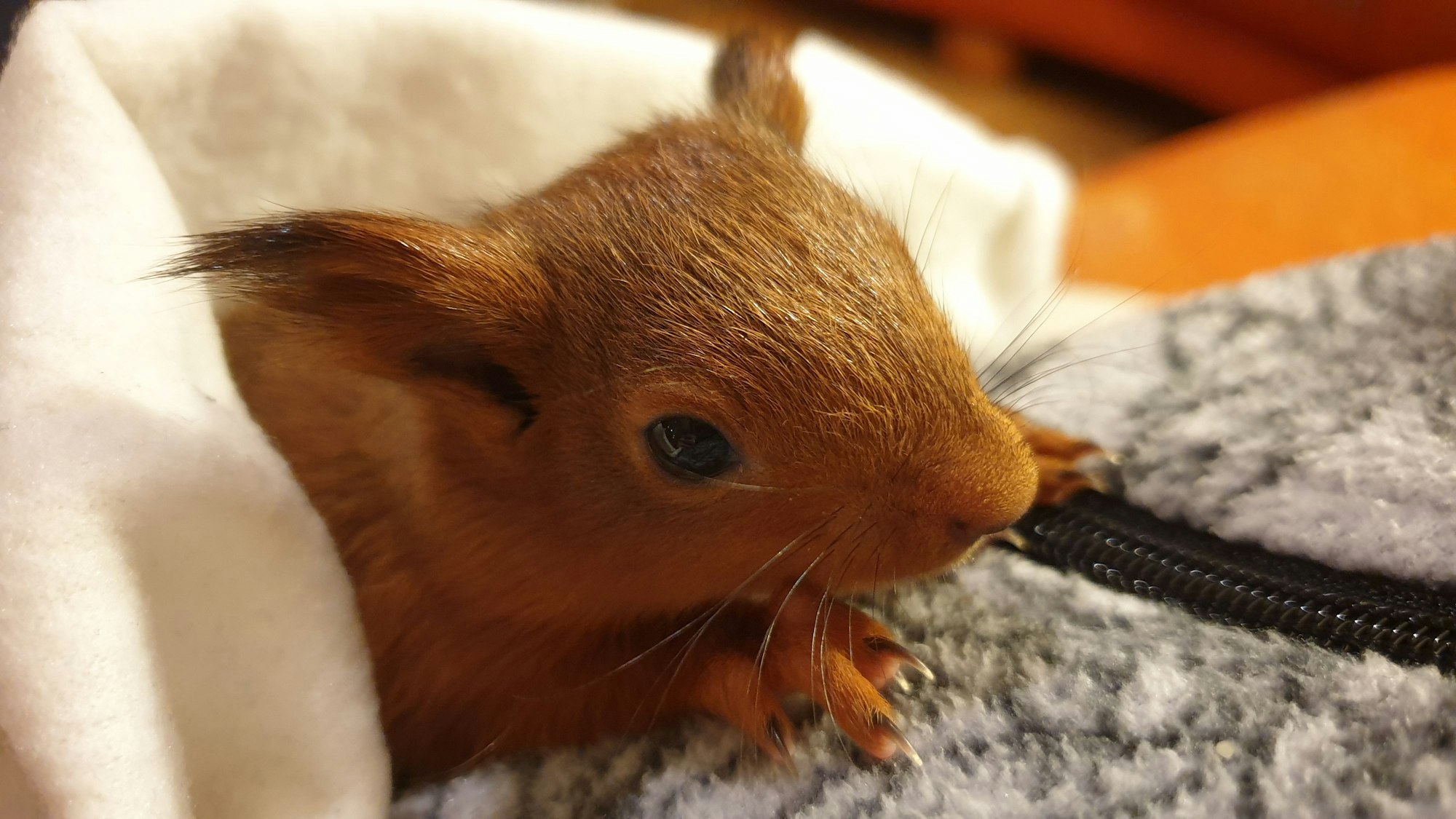 Ein junges Eichhörnchen ist in eine Decke gewickelt.