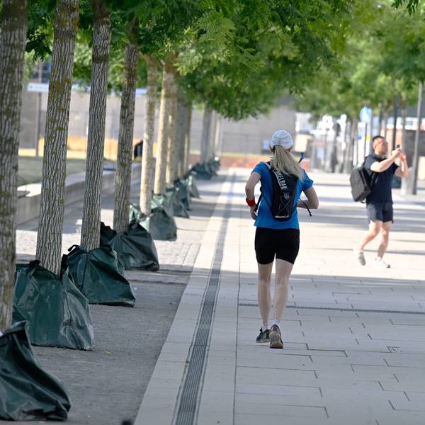 Am Rheinboulevard sind Bäume mit Wassersäcken ummantelt.