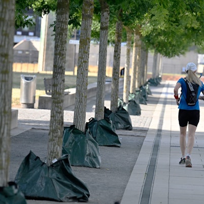 Am Rheinboulevard sind Bäume mit Wassersäcken ummantelt.