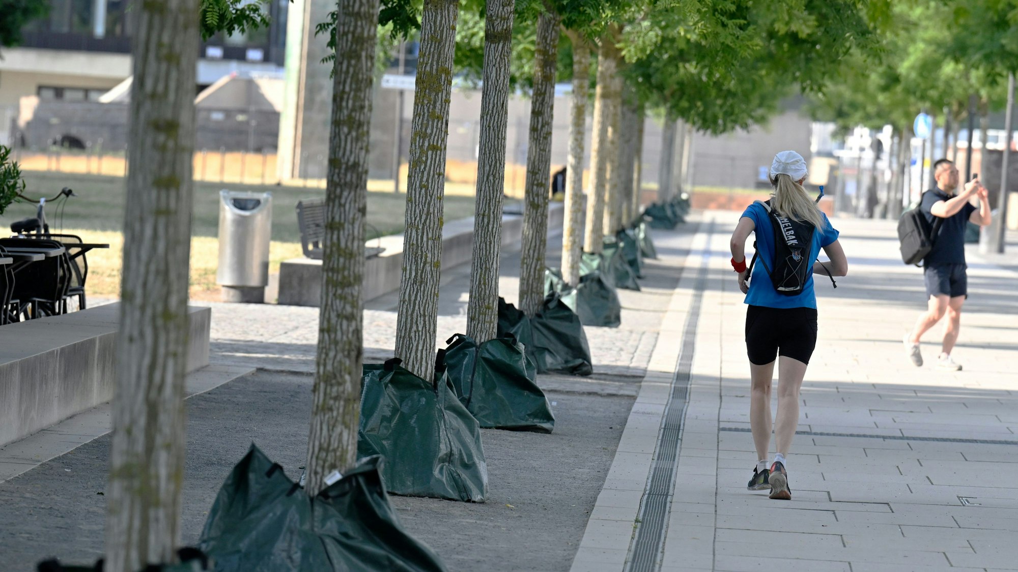 Am Rheinboulevard sind Bäume mit Wassersäcken ummantelt.