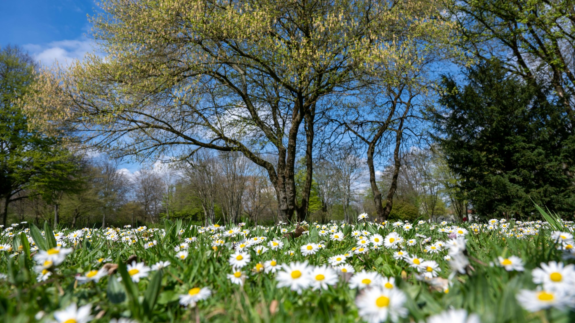 Impressionen vom Friedenspark in der Südstadt.