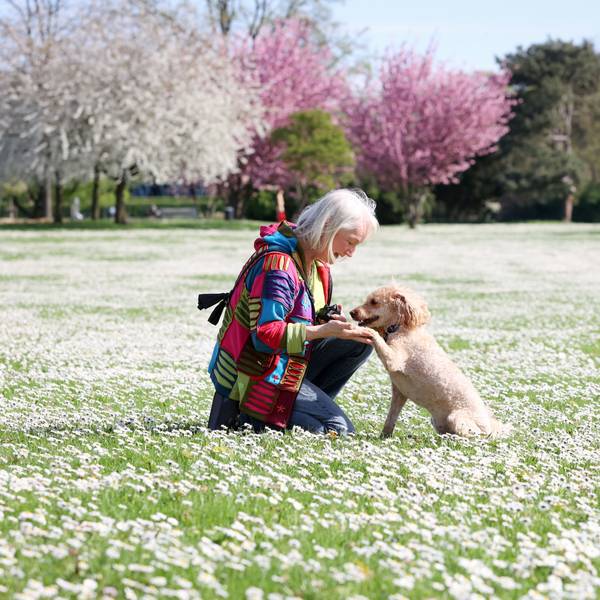 Pudel Hanni mit Hanna auf der Gänseblümchenwiese im Rheinpark.