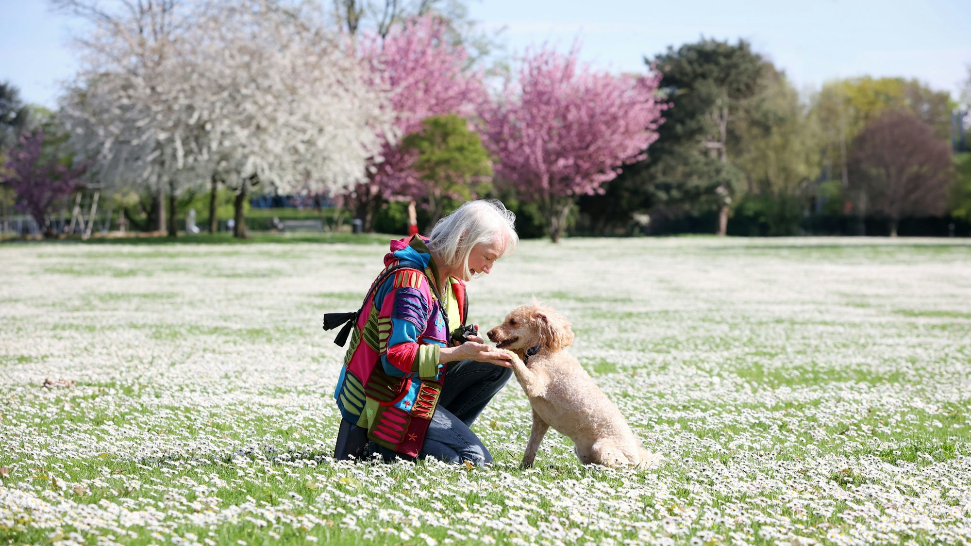 Pudel Hanni mit Hanna auf der Gänseblümchenwiese im Rheinpark.