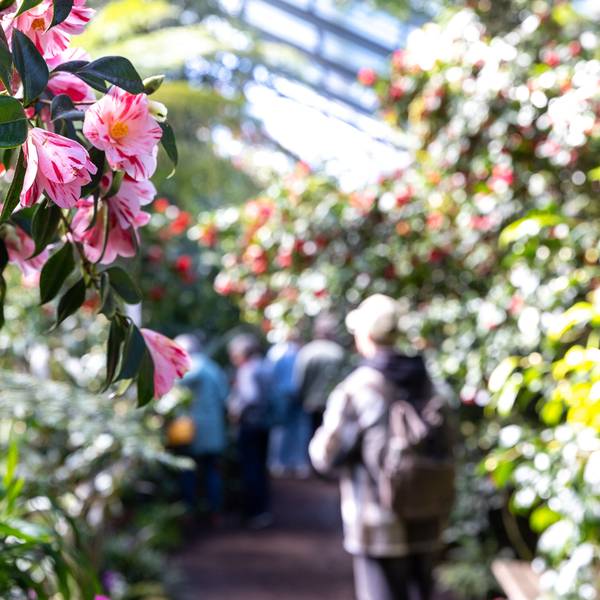 Die Kamelien-Ausstellung im Subtropenhaus des Botanischen Gartens in Köln lockt Besucher-Scharen mit ihrer bunten Blütenpracht.