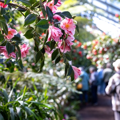 Die Kamelien-Ausstellung im Subtropenhaus des Botanischen Gartens in Köln lockt Besucher-Scharen mit ihrer bunten Blütenpracht.