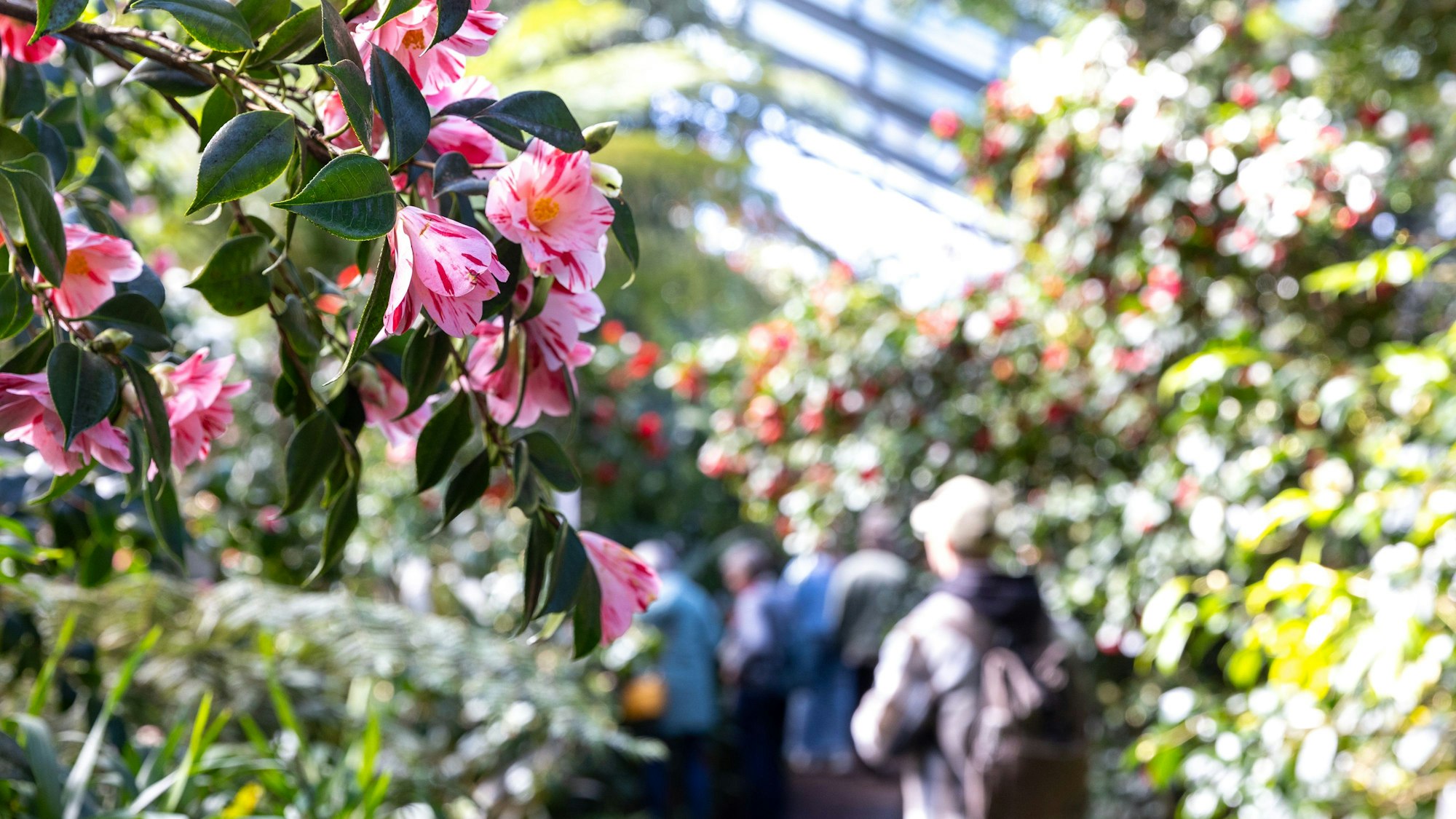 Kamelien-Ausstellung im Botanischen Garten