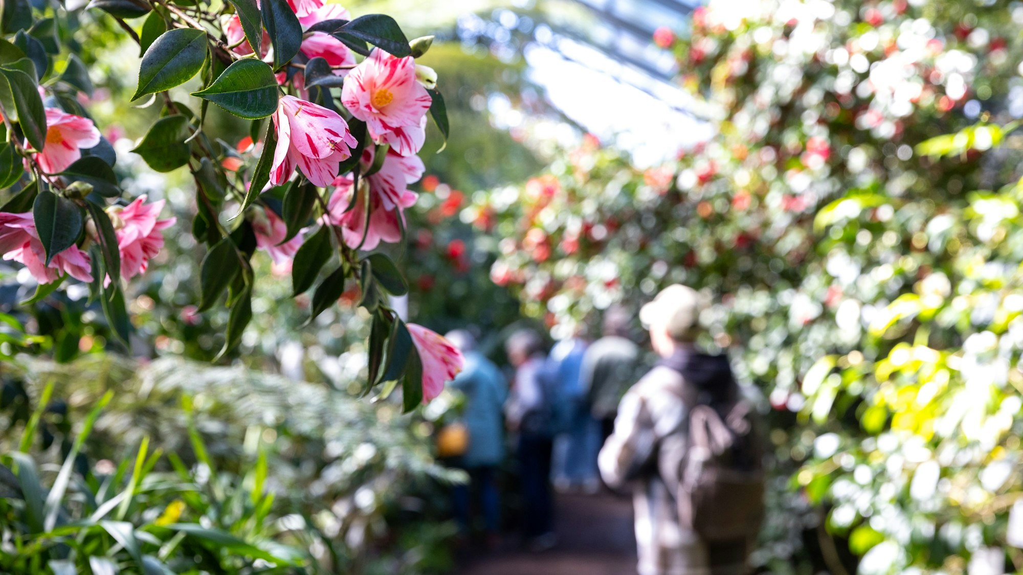 Die Kamelien-Ausstellung im Subtropenhaus des Botanischen Gartens in Köln lockt Besucher-Scharen mit ihrer bunten Blütenpracht.