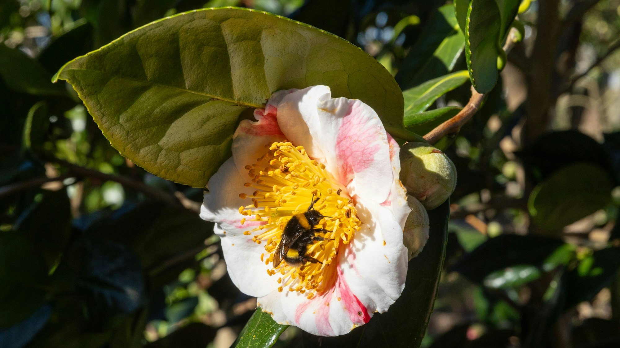 Auch im Kamelien-Wald draußen zeigen sich die ersten Kamelien-Blüten in ihrer ganzen Pracht. Diese Hummel liebt die großen Staubgefäße einer Higo-Kamelie.