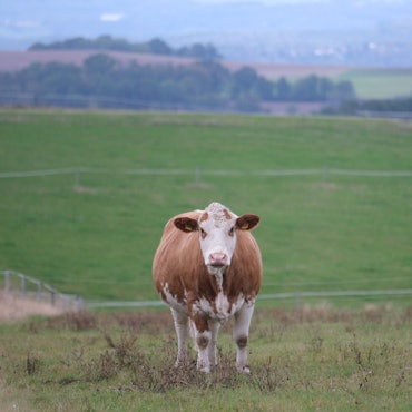 Eine Kuh steht auf einer Weide (Symbolfoto).