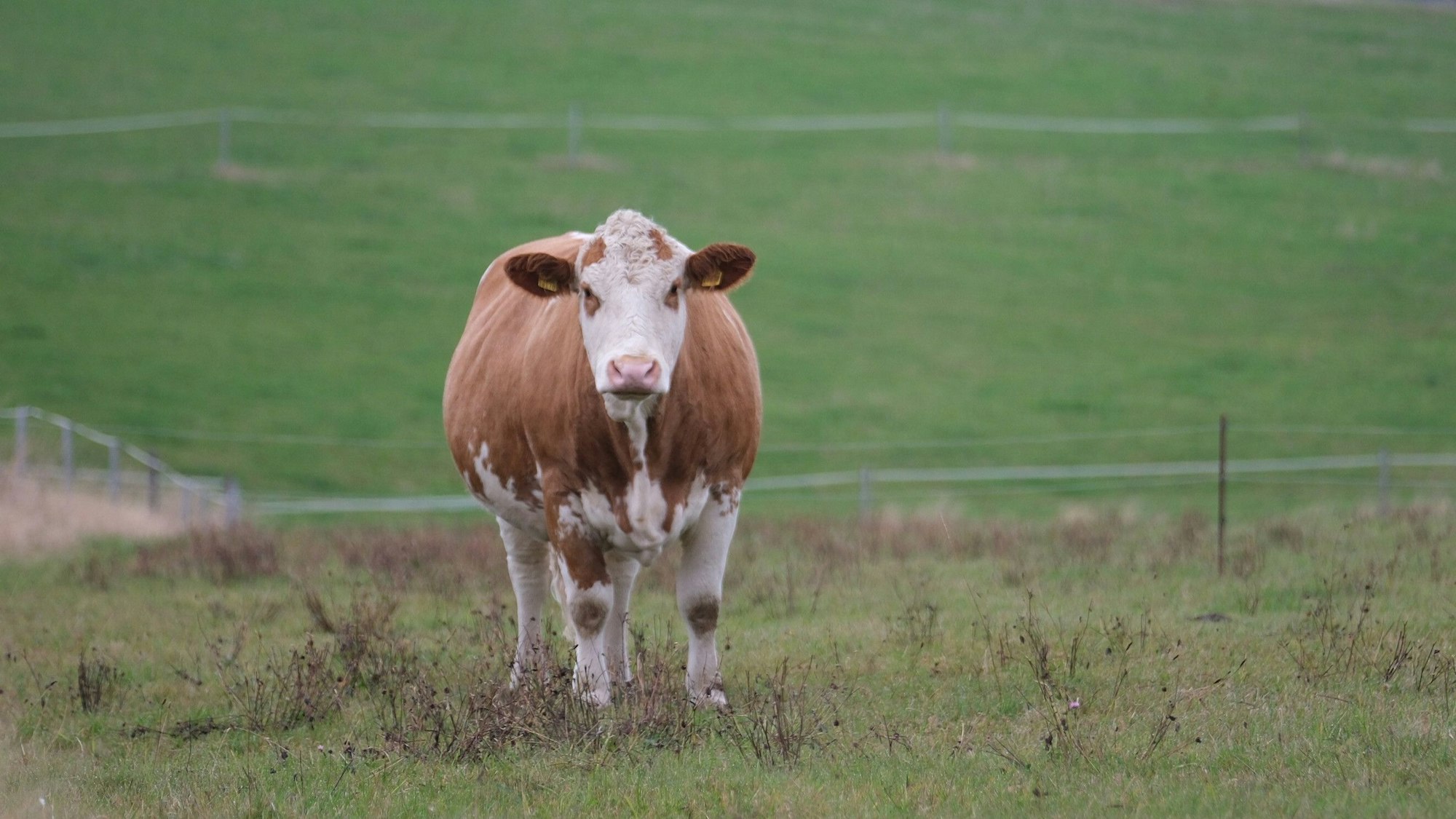 Eine Kuh steht auf einer Weide (Symbolbild)