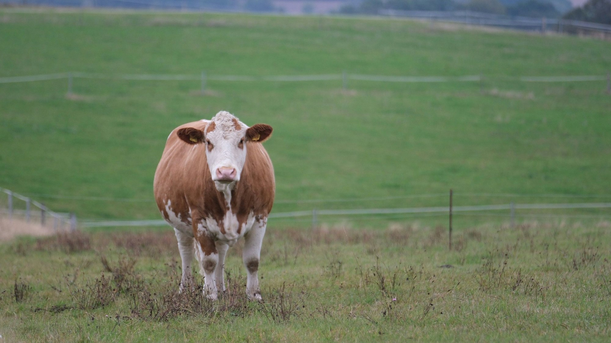 Eine Kuh steht auf einer Weide (Symbolfoto).