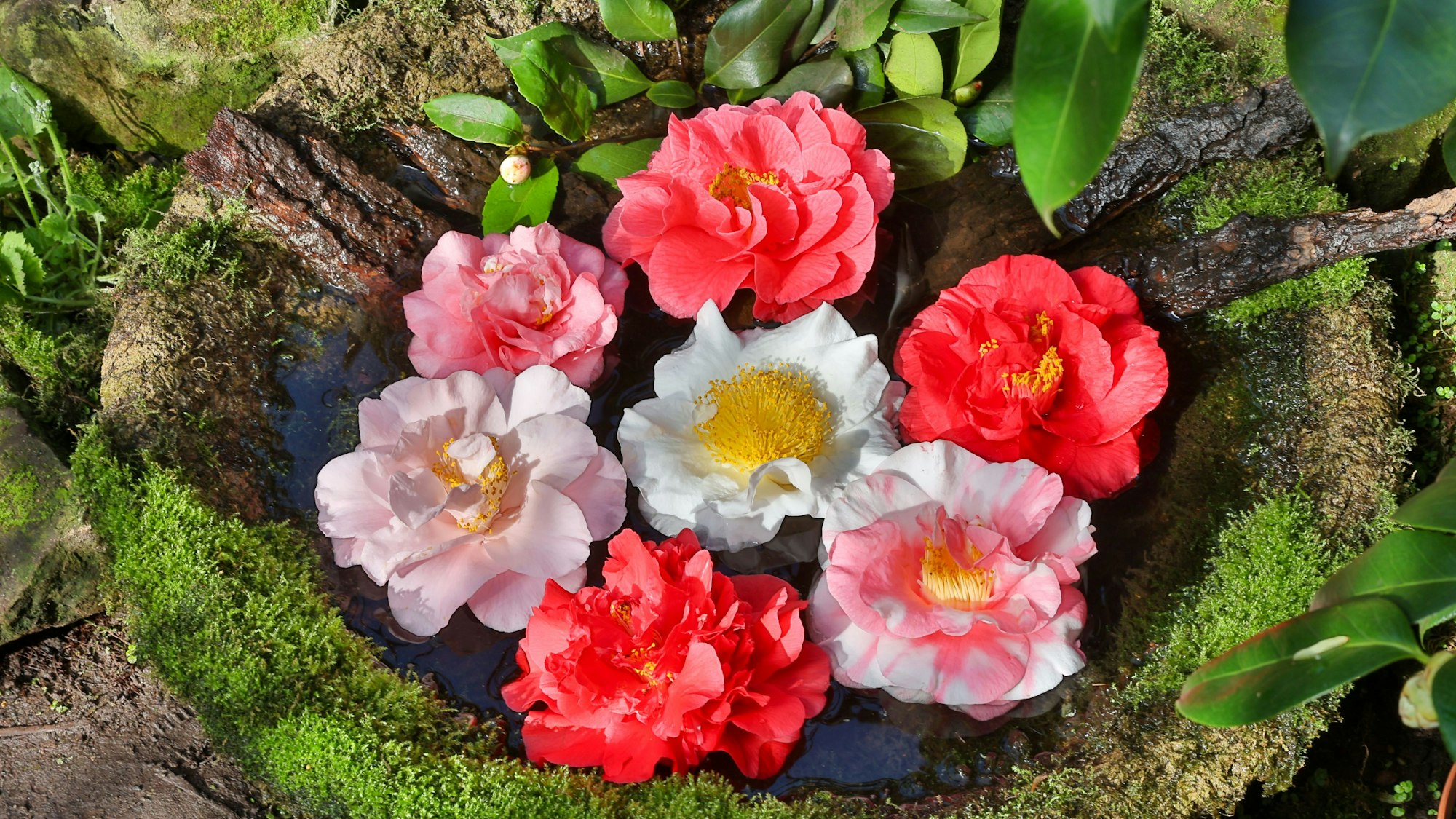 Heruntergefallene Blüten im Subtropenhaus der Flora werden dürfen in kleinen Wasserbecken noch eine Weile weiterblühen.