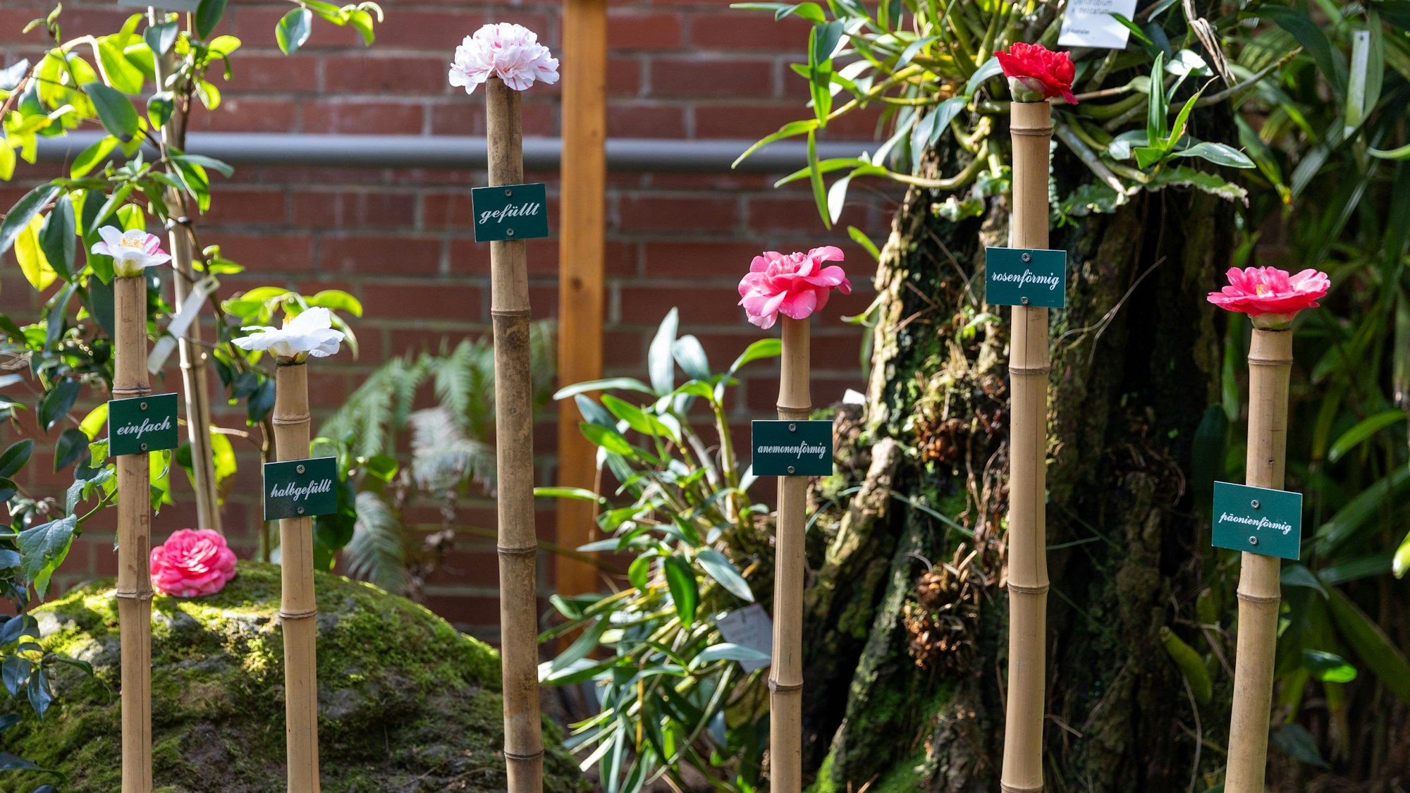 Kamelien-Blüten haben ganz unterschiedlichen Formen. In der Flora gibt ein liebevolles Arrangement einen Überblick.