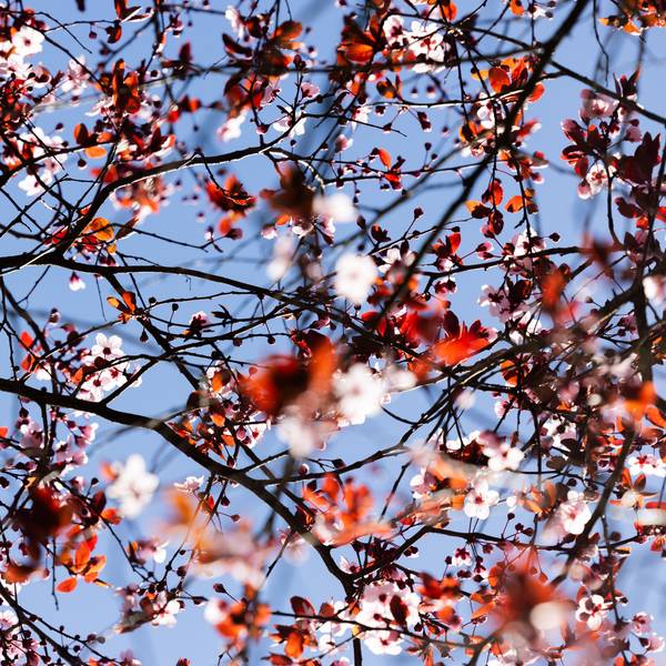 Ein Baum blüht bei strahlendem Sonnenschein vor blauem Himmel.