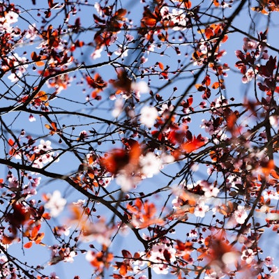 Ein Baum blüht bei strahlendem Sonnenschein vor blauem Himmel.