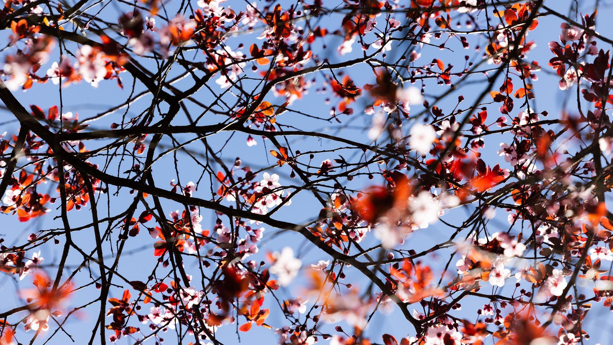 Ein Baum blüht bei strahlendem Sonnenschein vor blauem Himmel.
