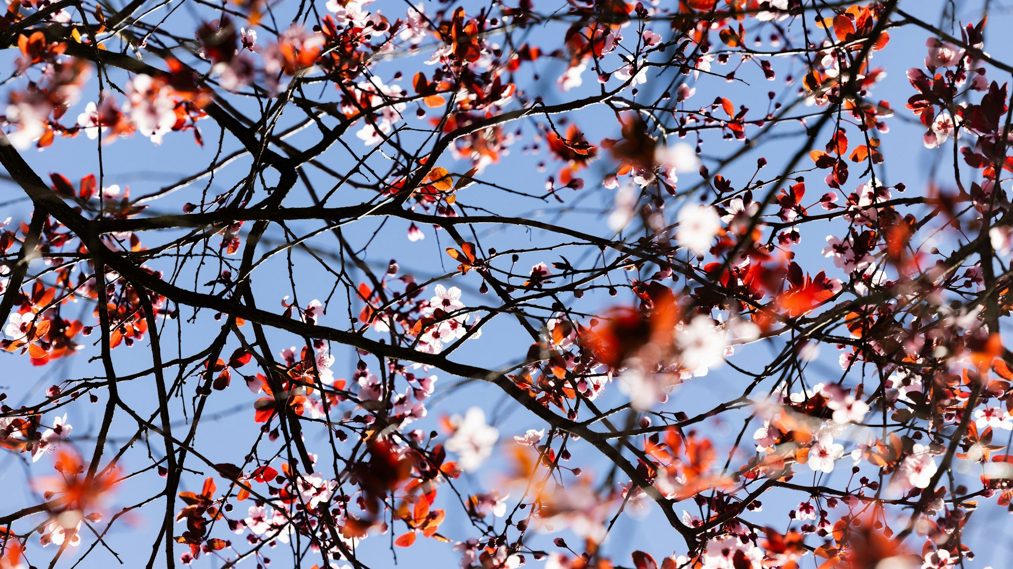 Ein Baum blüht bei strahlendem Sonnenschein vor blauem Himmel.