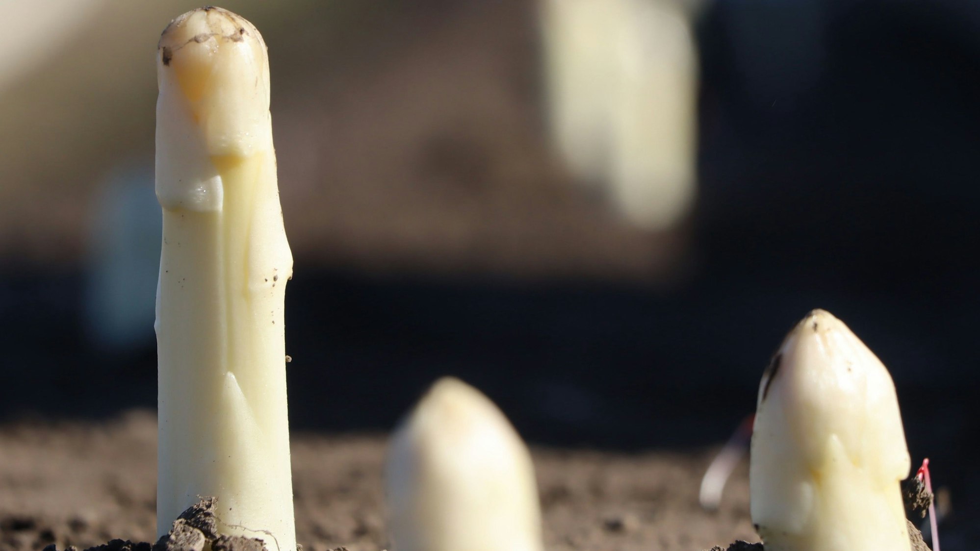 Auf dem Foto sind Spargelstangen zu sehen.