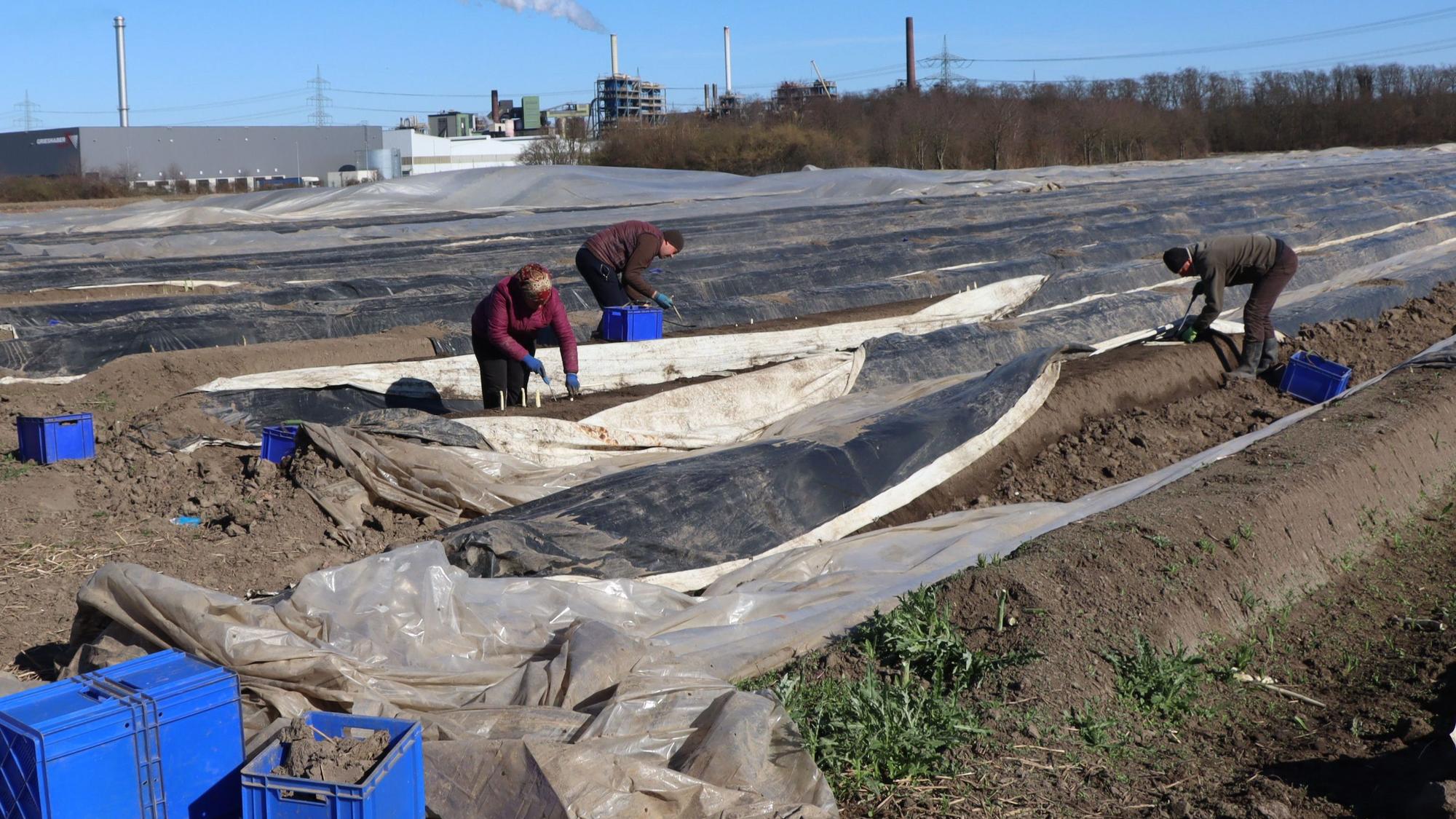 Auf dem Foto ist zu sehen, wie Spargel auf einem Feld gestochen wird.