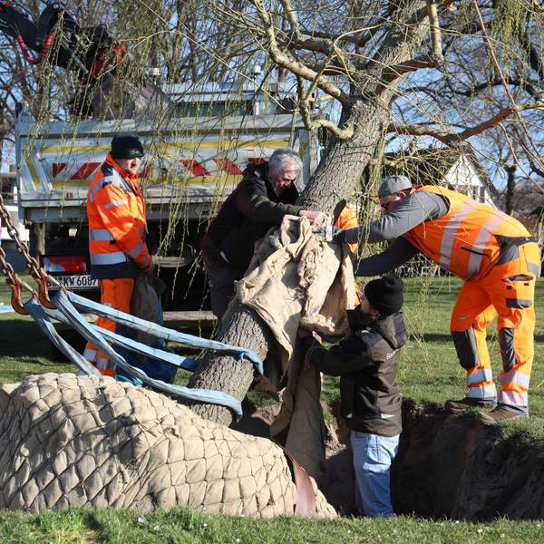 Mehrere Männer wickeln Gurte um einen Baum, damit ein Kran ihn aufrichten kann.