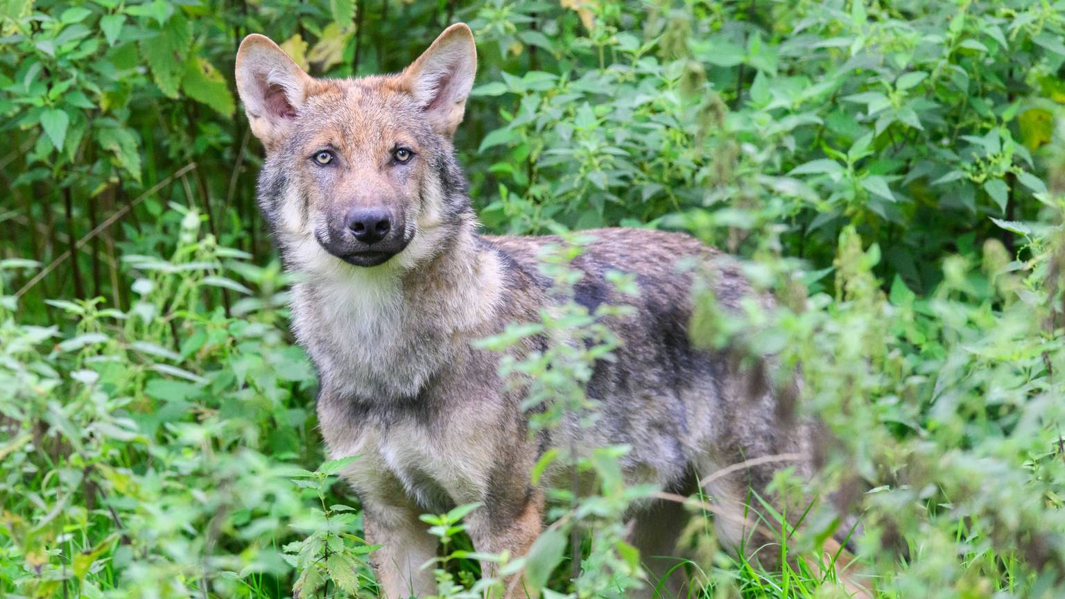 Ein junger Wolf