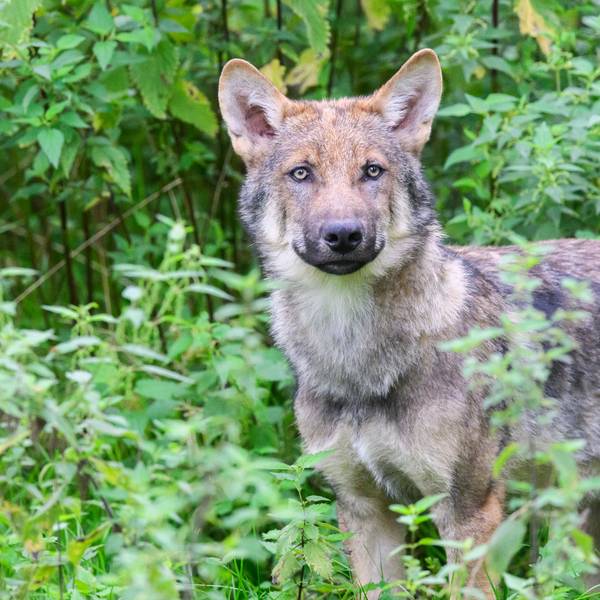 Ein junger Wolf