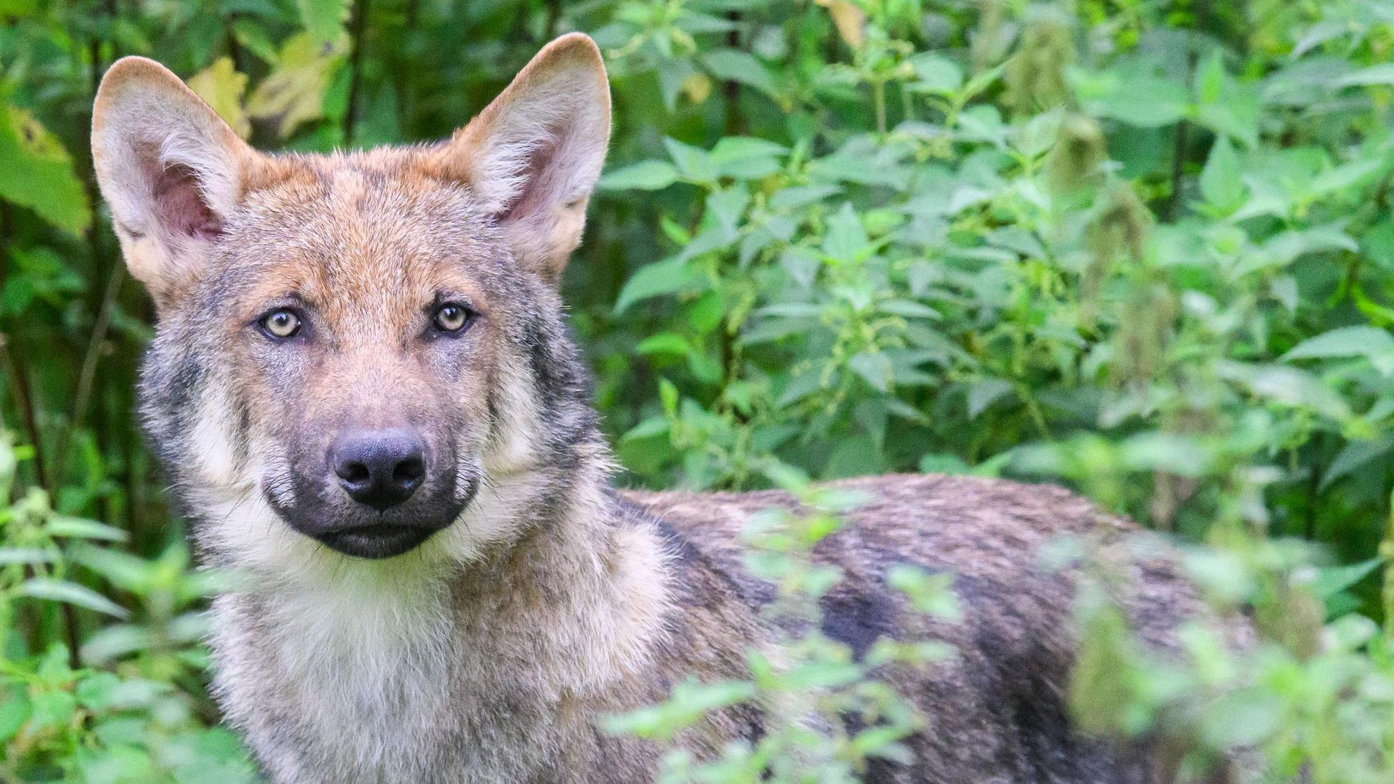 Ein junger Wolf