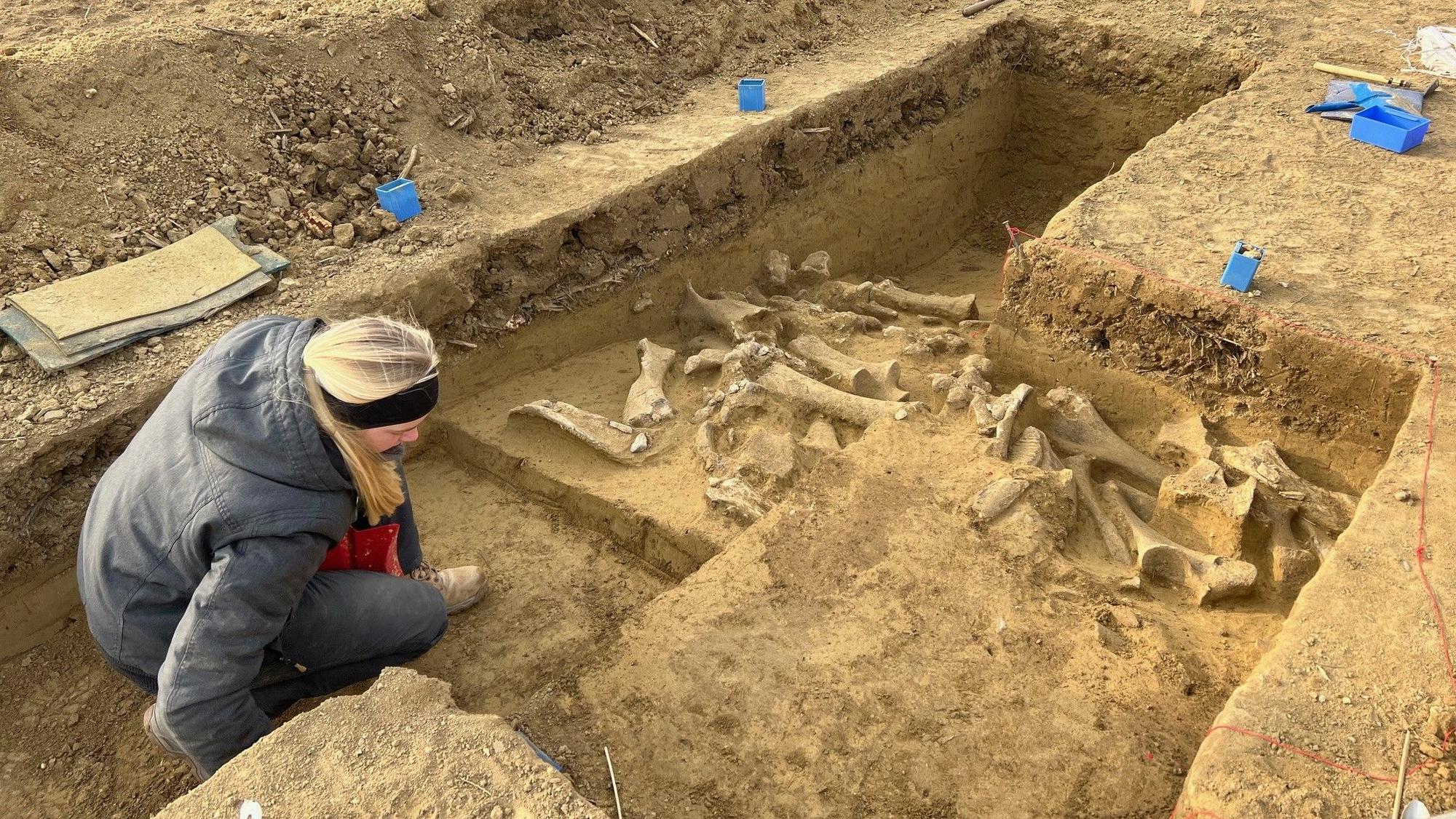 Eine Frau arbeitet an einer Ausgrabungsstelle in der Nähe von St. Pölten (undatiertes Handout). Archäologen haben in Österreich einen steinzeitlichen Schlachtplatz für Mammuts entdeckt.