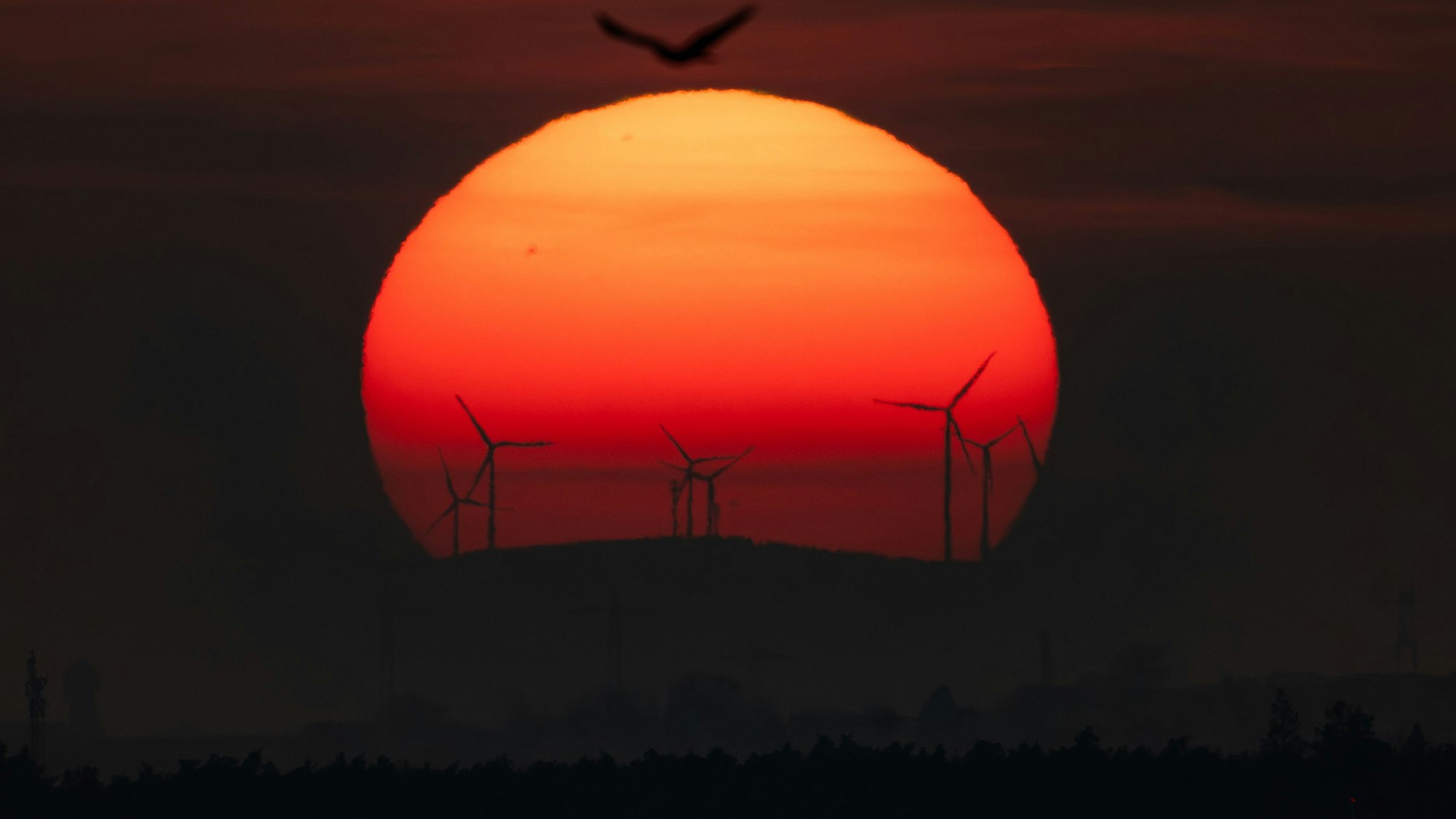 Ein Vogel fliegt vor der Sonne, die hinter Windrädern am Horizont untergeht.