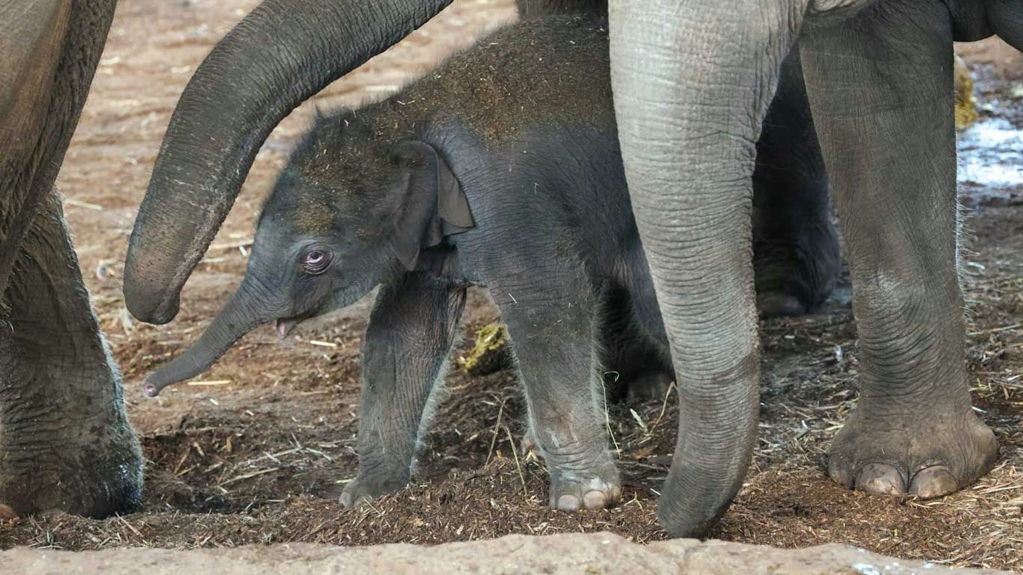 Noch ohne Namen: der Elefantenbulle im Kölner Zoo