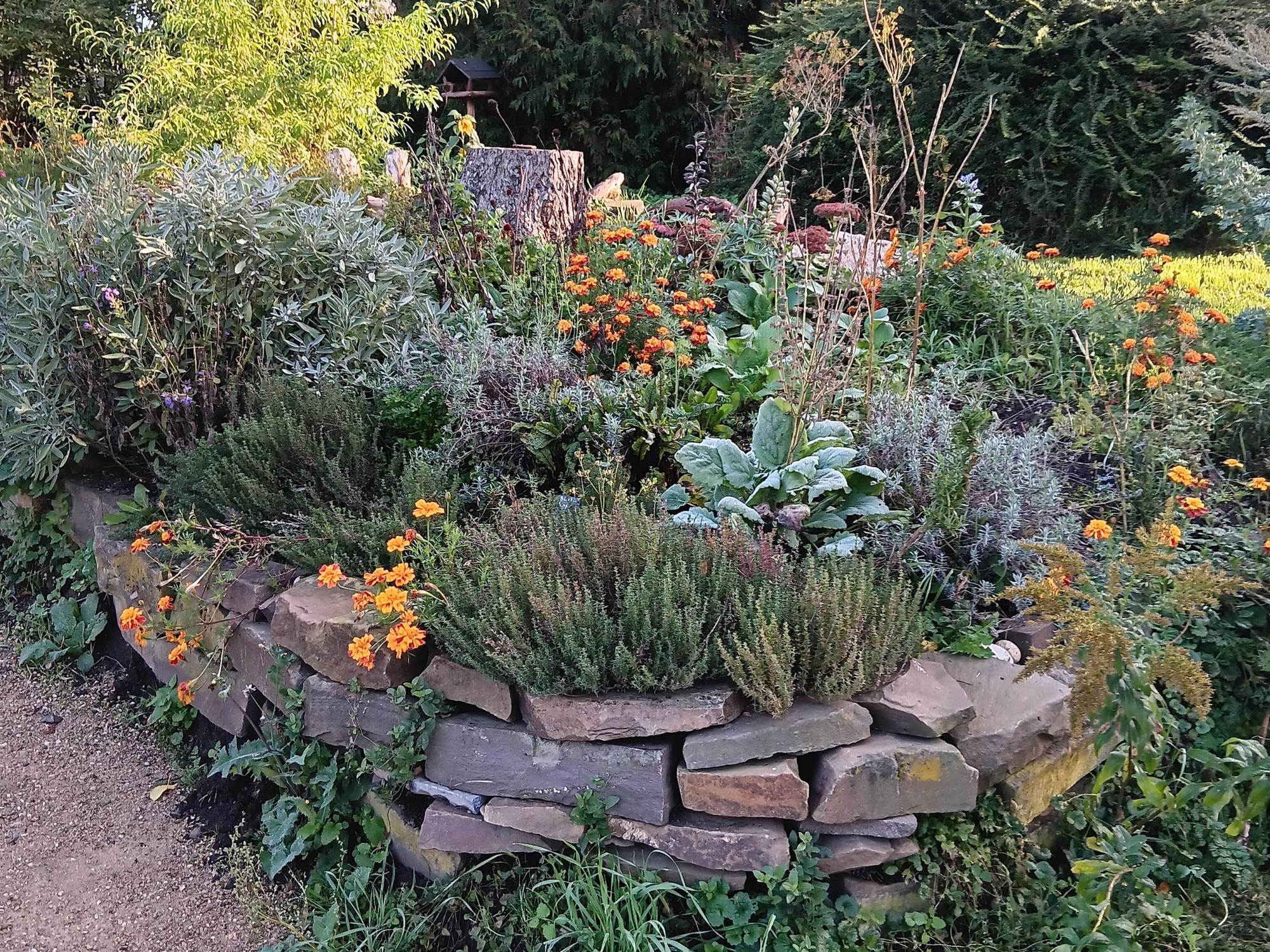 Zu sehen sind verschiedene Kräuter und Pflanzen auf dem ehemaligen Friedhof, einige orangefarbene Blumen stechen aus dem Grün heraus.