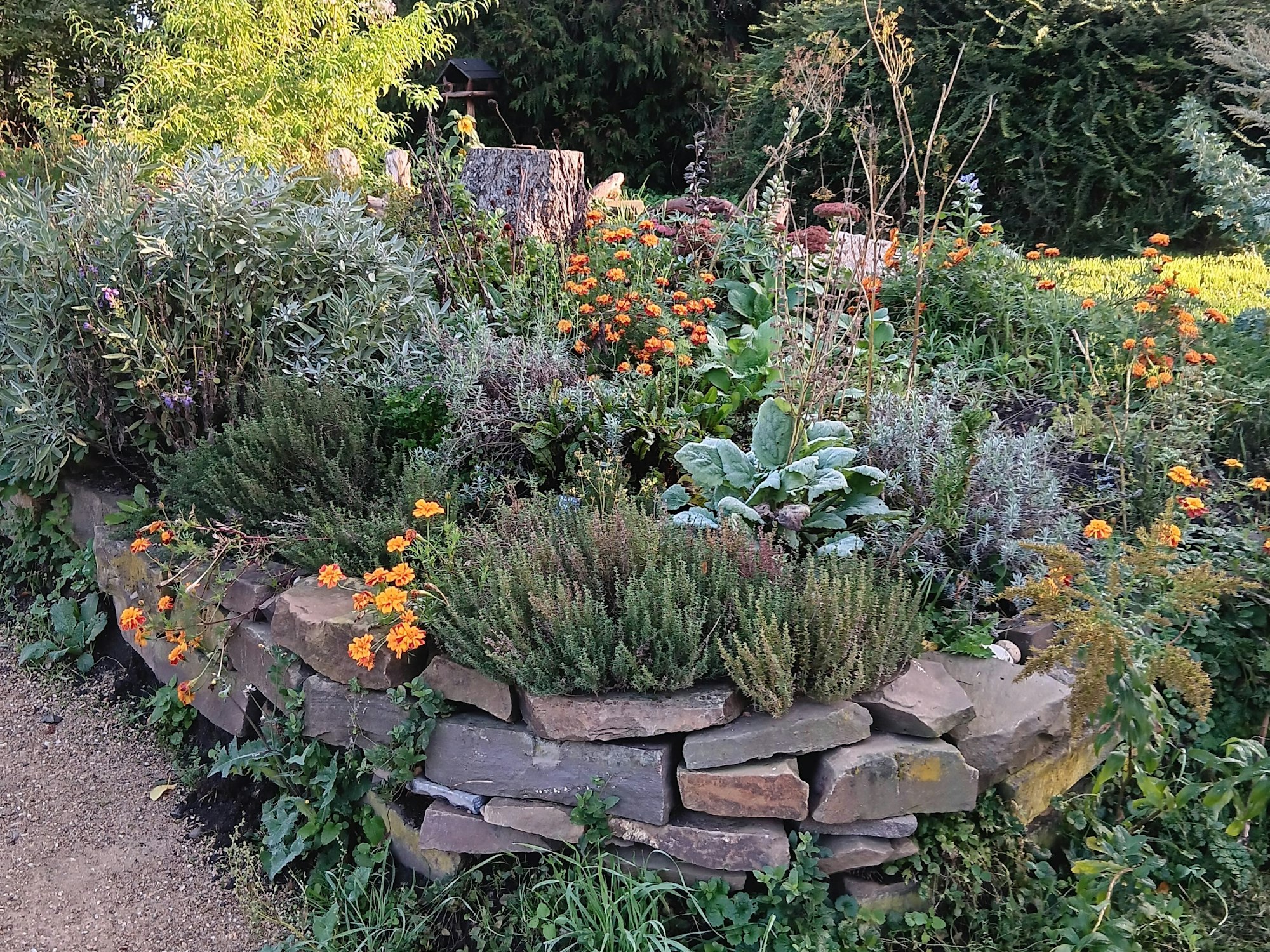 Zu sehen sind verschiedene Kräuter und Pflanzen auf dem ehemaligen Friedhof, einige orangefarbene Blumen stechen aus dem Grün heraus.