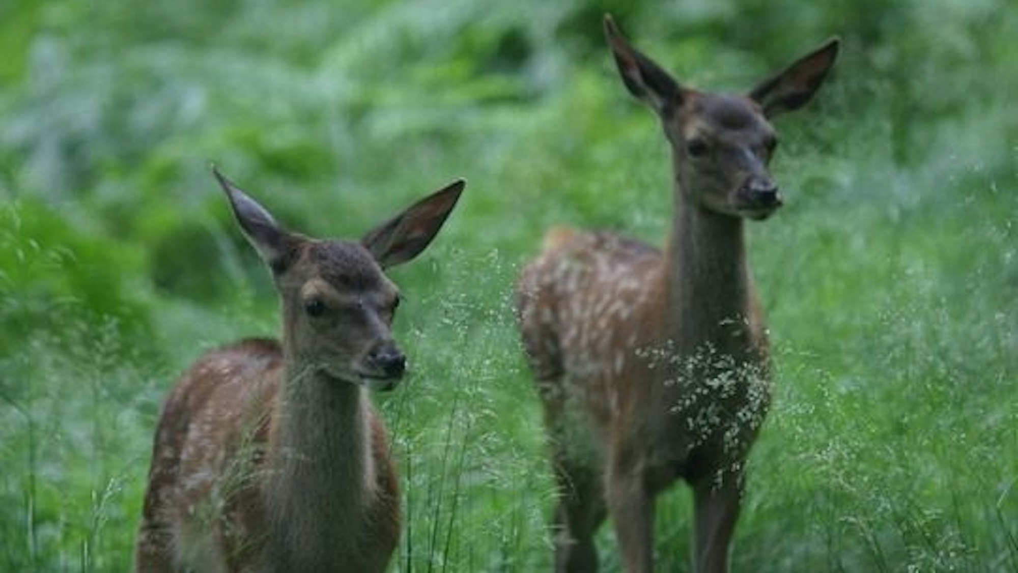 Rothirsch-Kitze am Tierpark in Troisdorf.