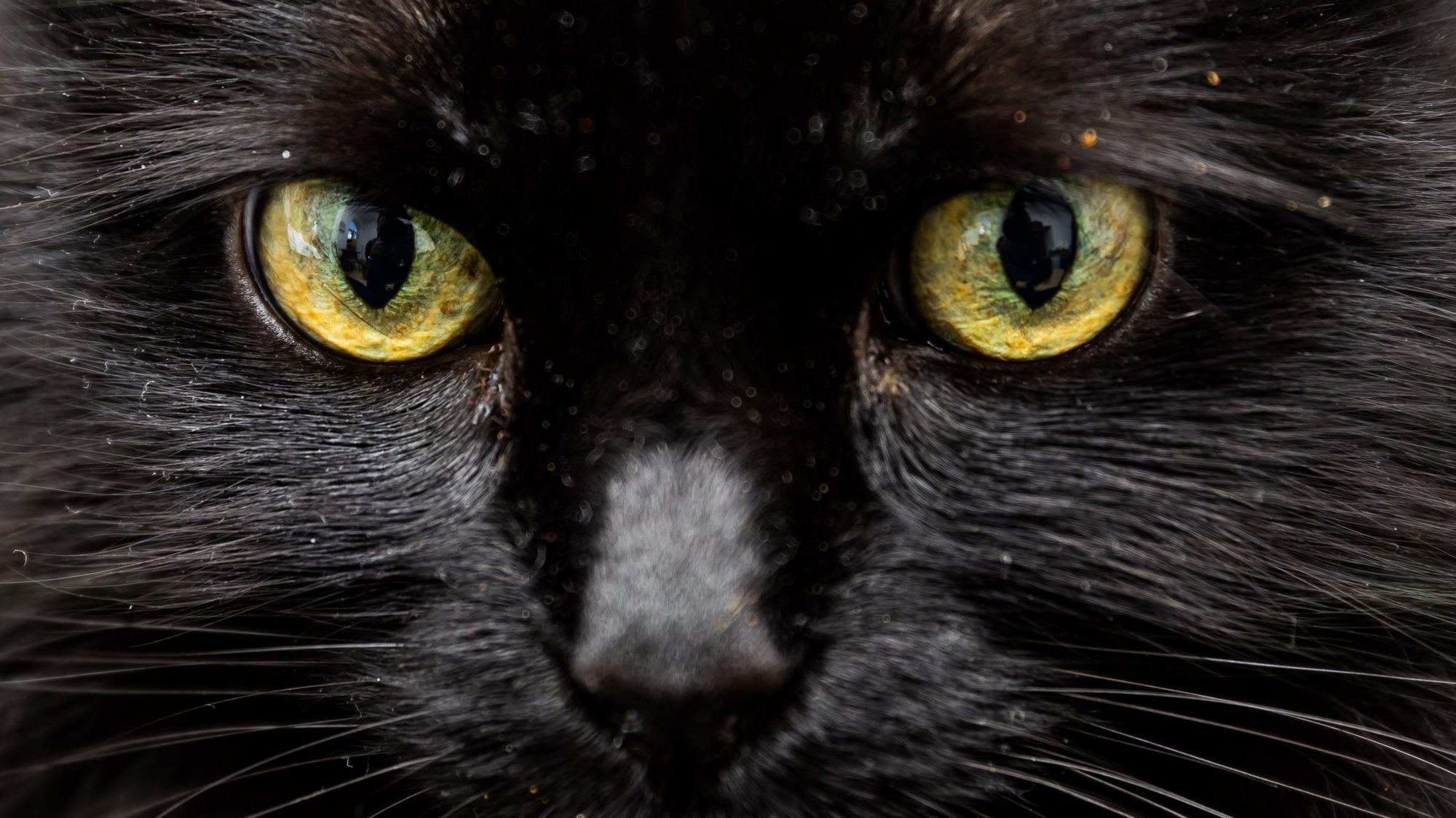 Das Gesicht einer schwarzen Katze.