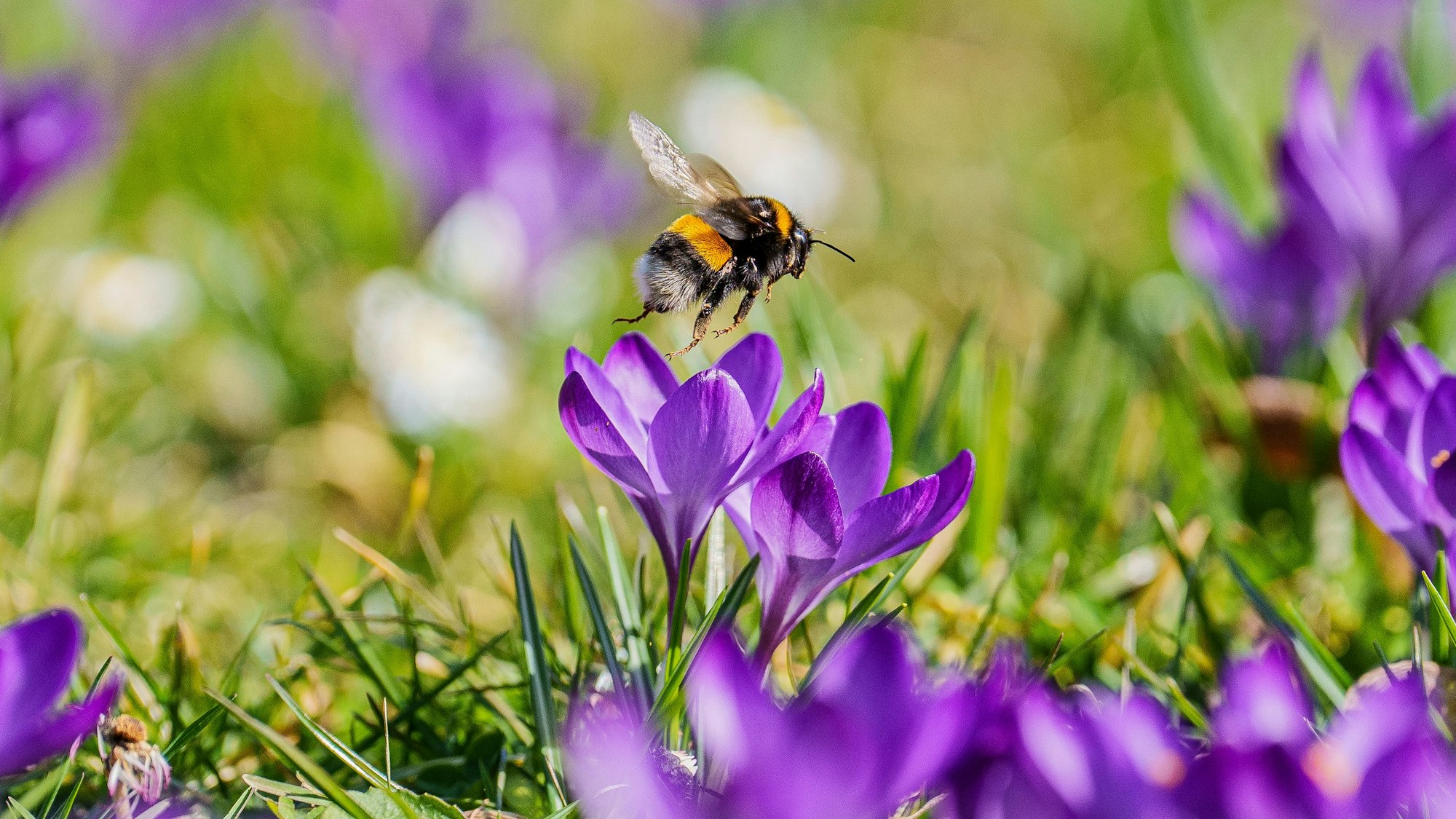 Eine Hummel fliegt eine violette Krokusblüte auf einer Wiese an.