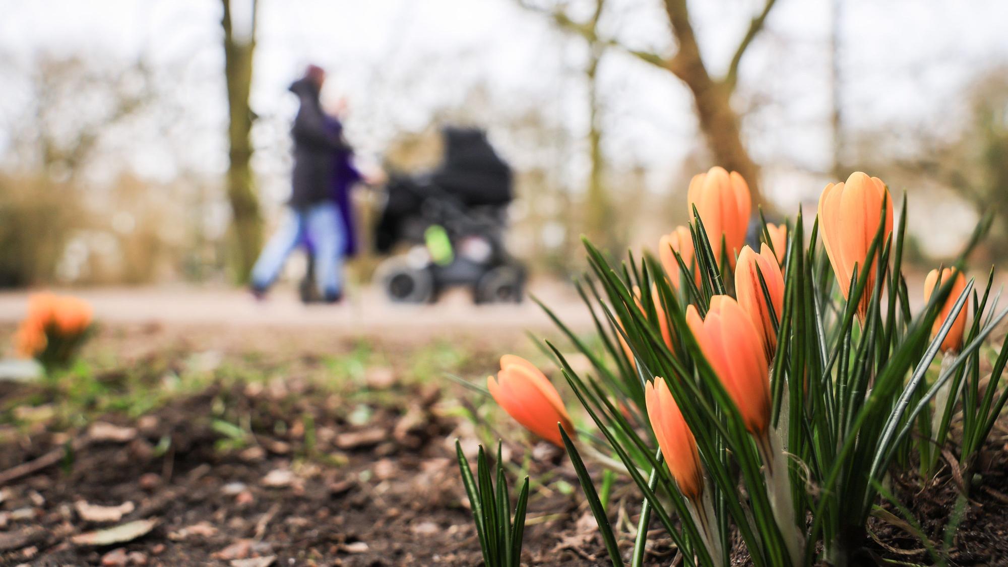Orange Krokusse blühen am Wegrand, Spaziergänger mit Kinderwagen laufen im Hintergrund daran vorbei.
