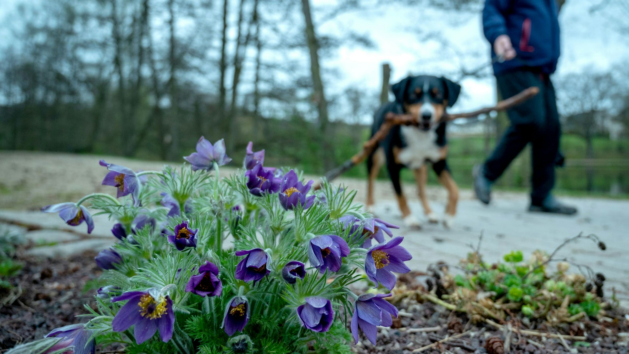 Lila Küchenschellen blühen am Wegrand. Ein Spaziergänger mit Hund geht im Hintergrund vorbei. Der Hund hat einen Stock im Maul.