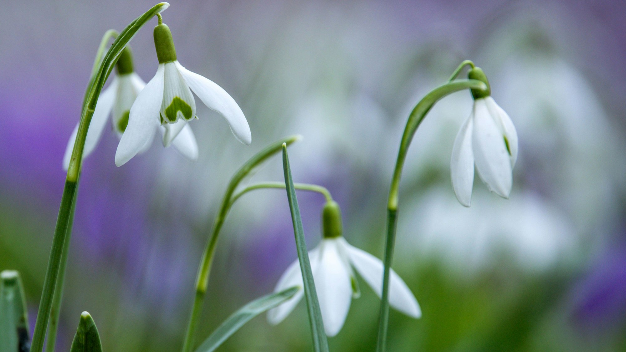 Ab Februar verbreiten die ersten Schneeglöckchen einen Hauch von Frühling.