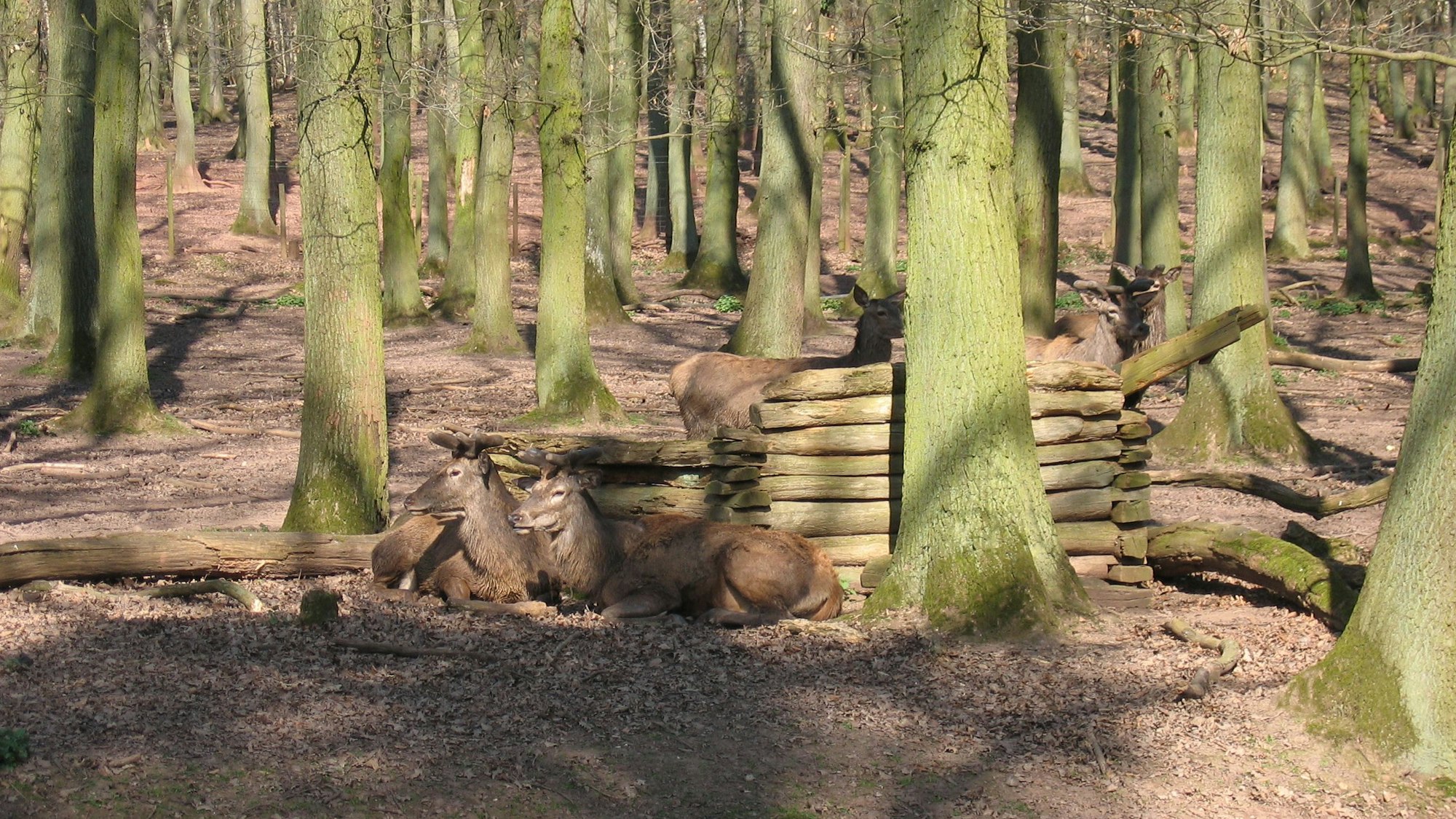 Tiere im Hochwildpark Rheinland.