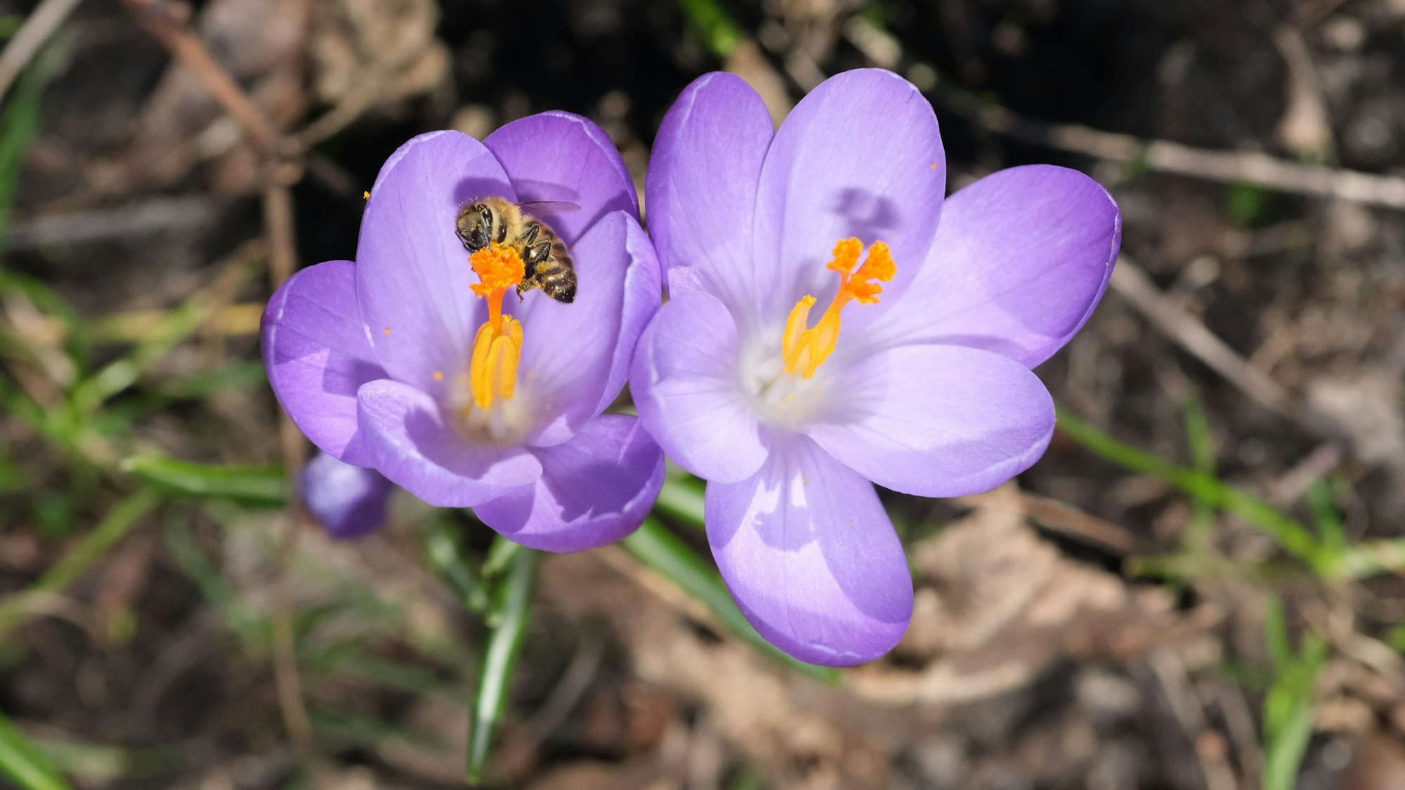 Krokusse blühen auf einer Wiese zwischen Laub und werden von einer Honigbiene angeflogen.